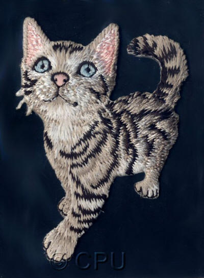 Curious Kitten 
