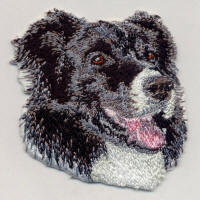Border Collie Face 